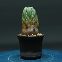 ユーフォルビア オベサ【梵天】 "Euphorbia obesa" 管理2701