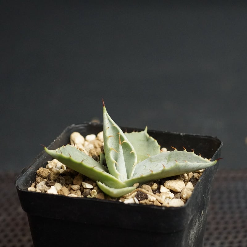 Agave parryi var. truncata