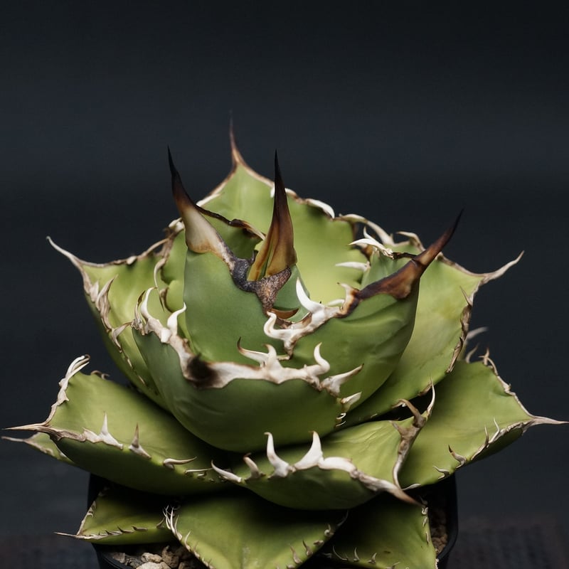 【稀少】シロアリ ボールタイプ TC株 アガベ チタノタ Agave titanota