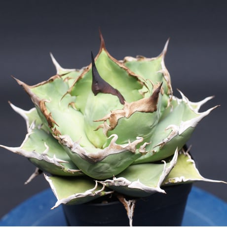 アガベ チタノタ【阿修羅】 "Agave titanota" 管理2629
