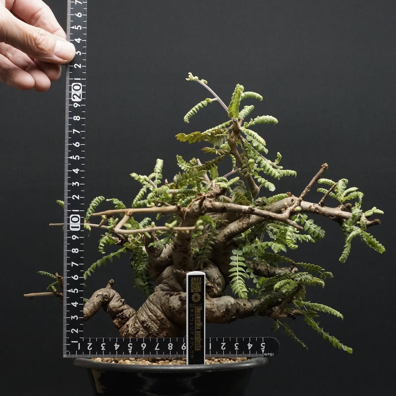 Boswellia neglecta