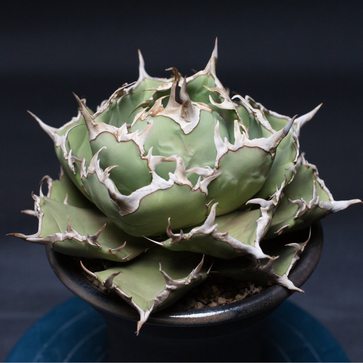 アガベ チタノタ 【コンパクタGG】 