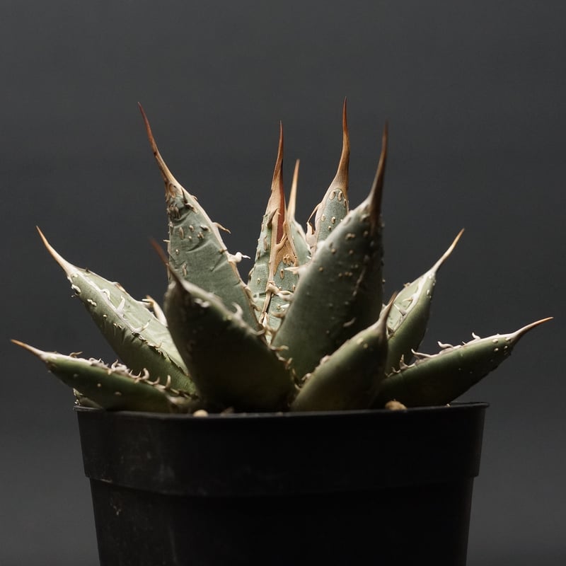 アガベ　帝君 Agave titanota