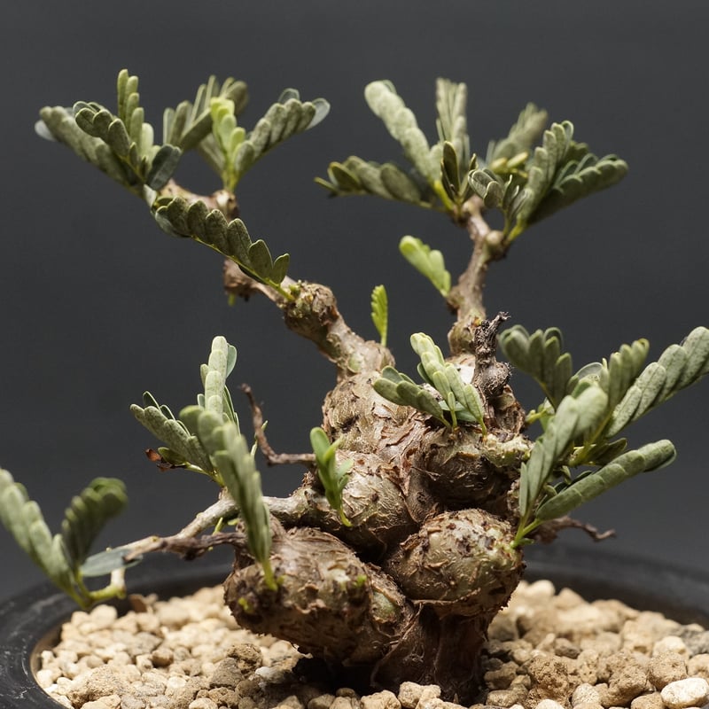 センナ メリディオナリス Senna meridionalis 大株　低重心 isla del pescado - Senna meridionalis-センナ・メリディオナリス