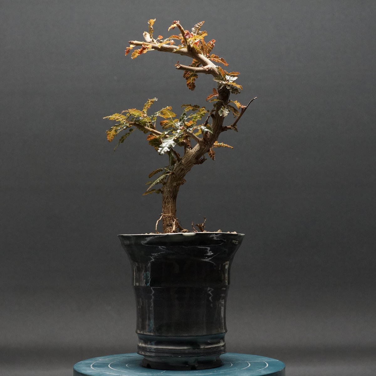 Boswellia nana hybrid