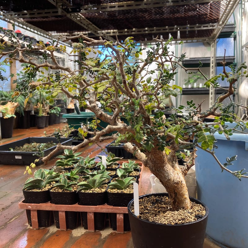 コミフォラ　モンストローサ コミフォラ モンストローサ | mana's farm:塊根植物・アガベ