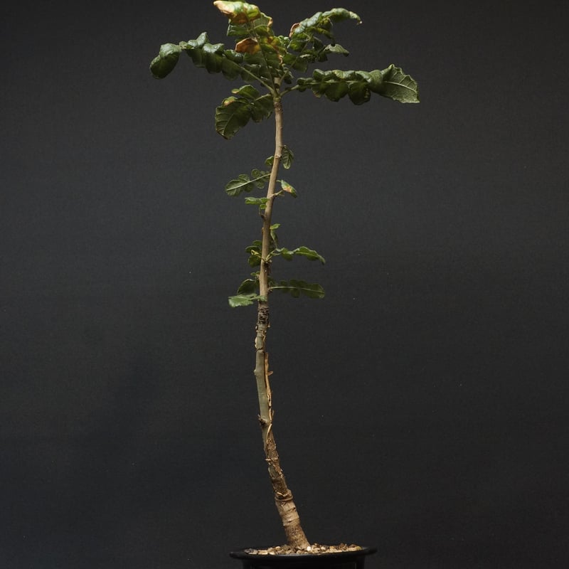 Boswellia sacra