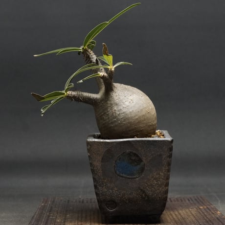 希少現地球パキポディウムグラキリスダブルヘッド四枝2頭超美株良形