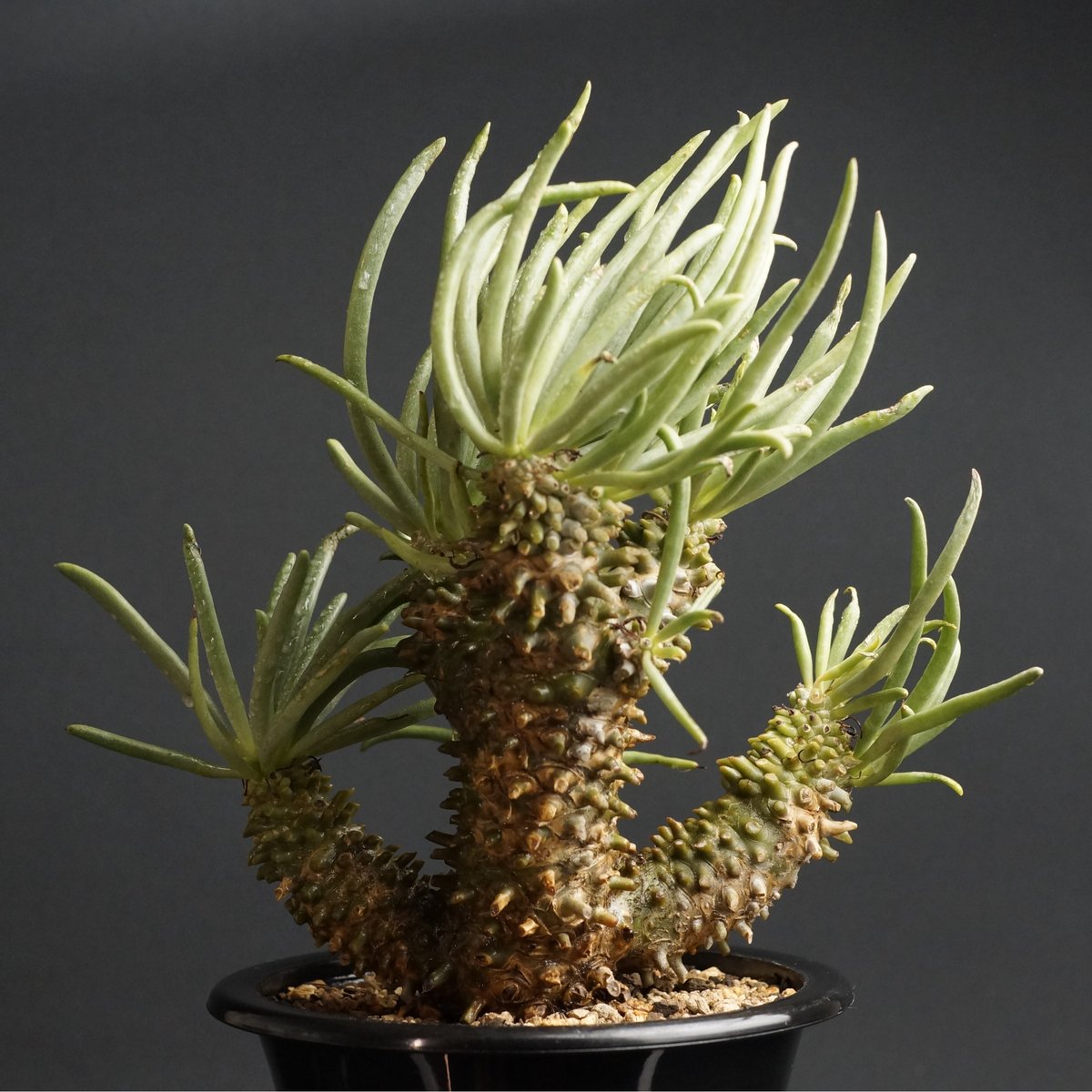 チレコドン ワリチー fit=scale-down,w=1200