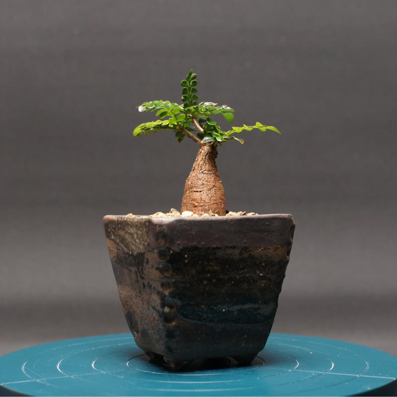 オペルクリカリア パキプス 