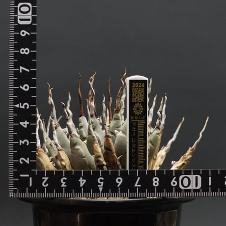 "Agave utahensis var. eborispina" アガベ ユタエンシスエボリスピナ 管理2024