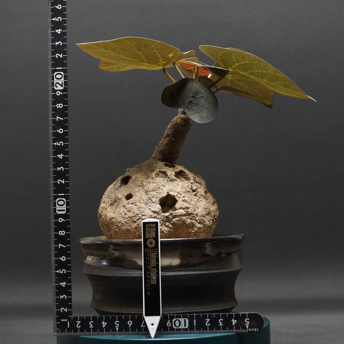 Adenia stylosa