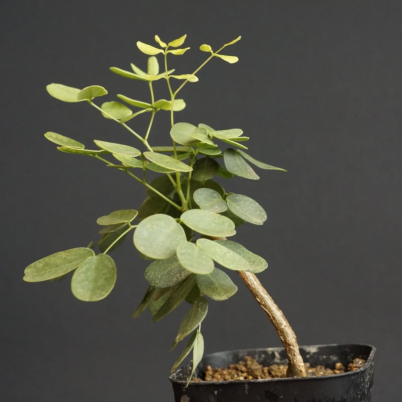 デロニクスプミラ 発根済 デロニクス プミラ BDP-07 | Botanical Holic