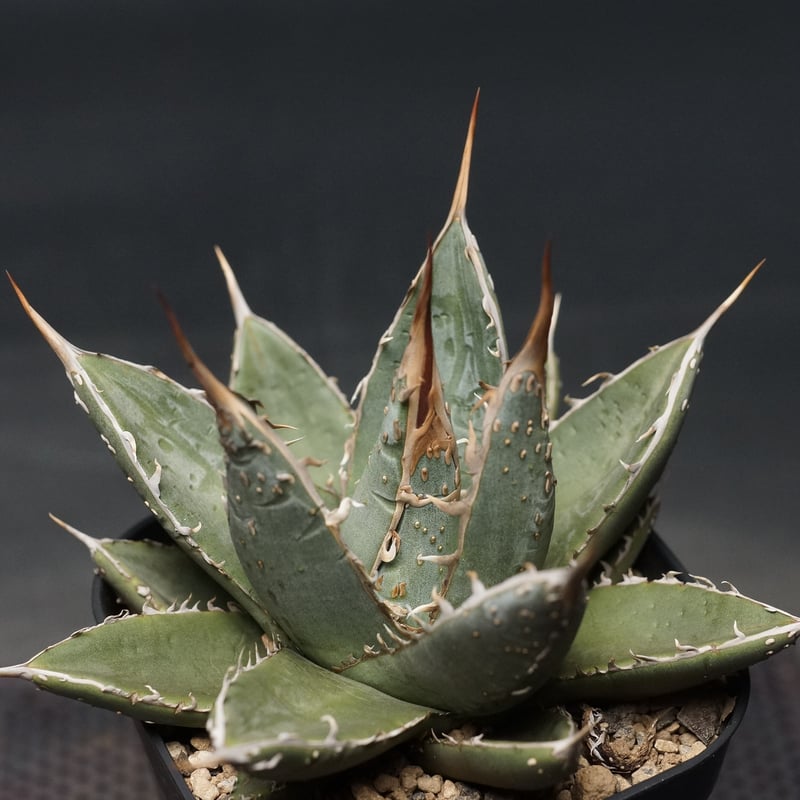 Agave titanota