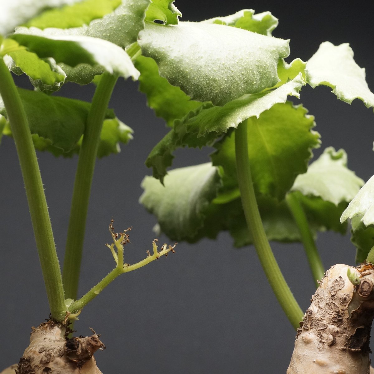 キフォステンマ　ウター　写真更新 plants230810e61_3-247x296.jpg