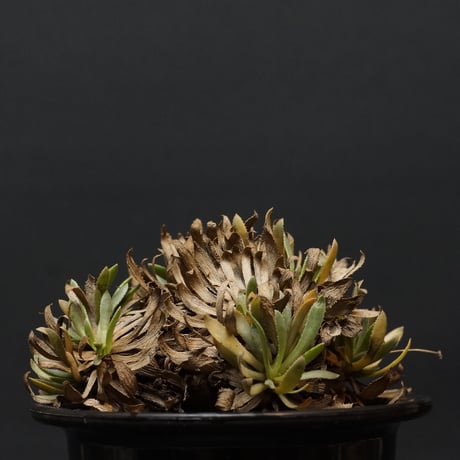 オトンナレトロルサ | STORES