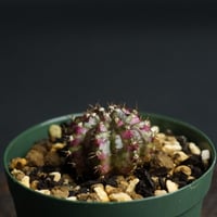 Gymnocalycium