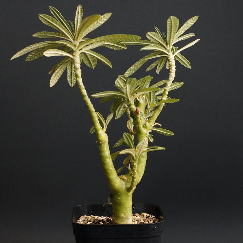 Dorstenia gigas ドルステニアギガス DSC00146_d9183161-0433-4b20-