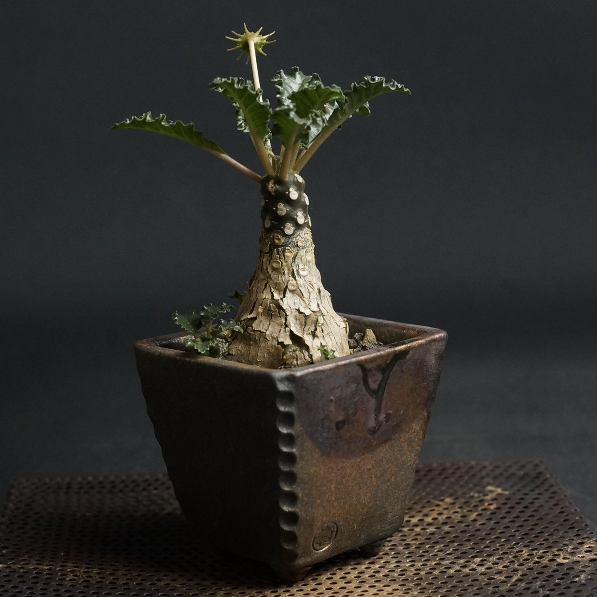 Dorstenia lavrani hyb