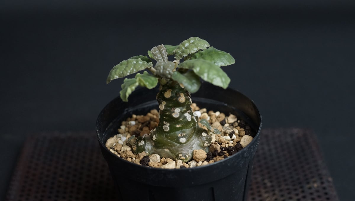 Dorstenia foetida