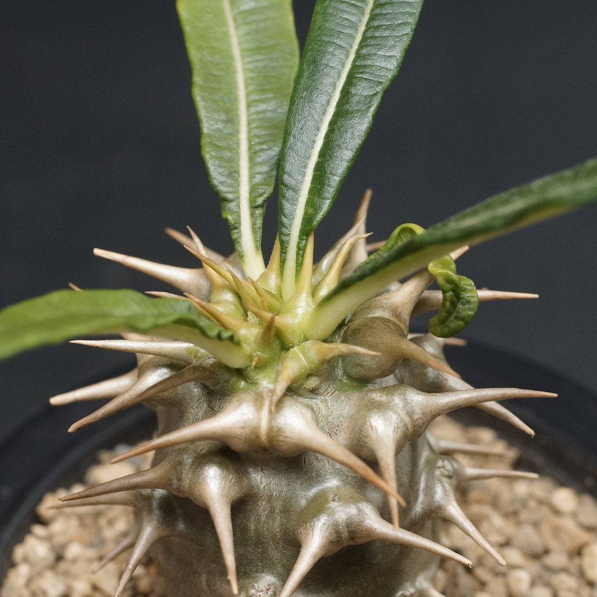 Pachypodium Ambongense