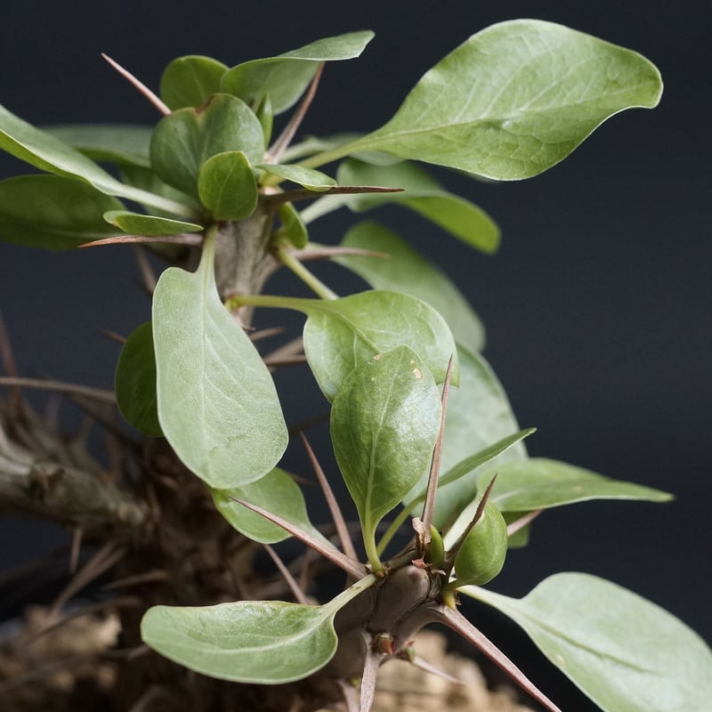 Fouquieria diguetii