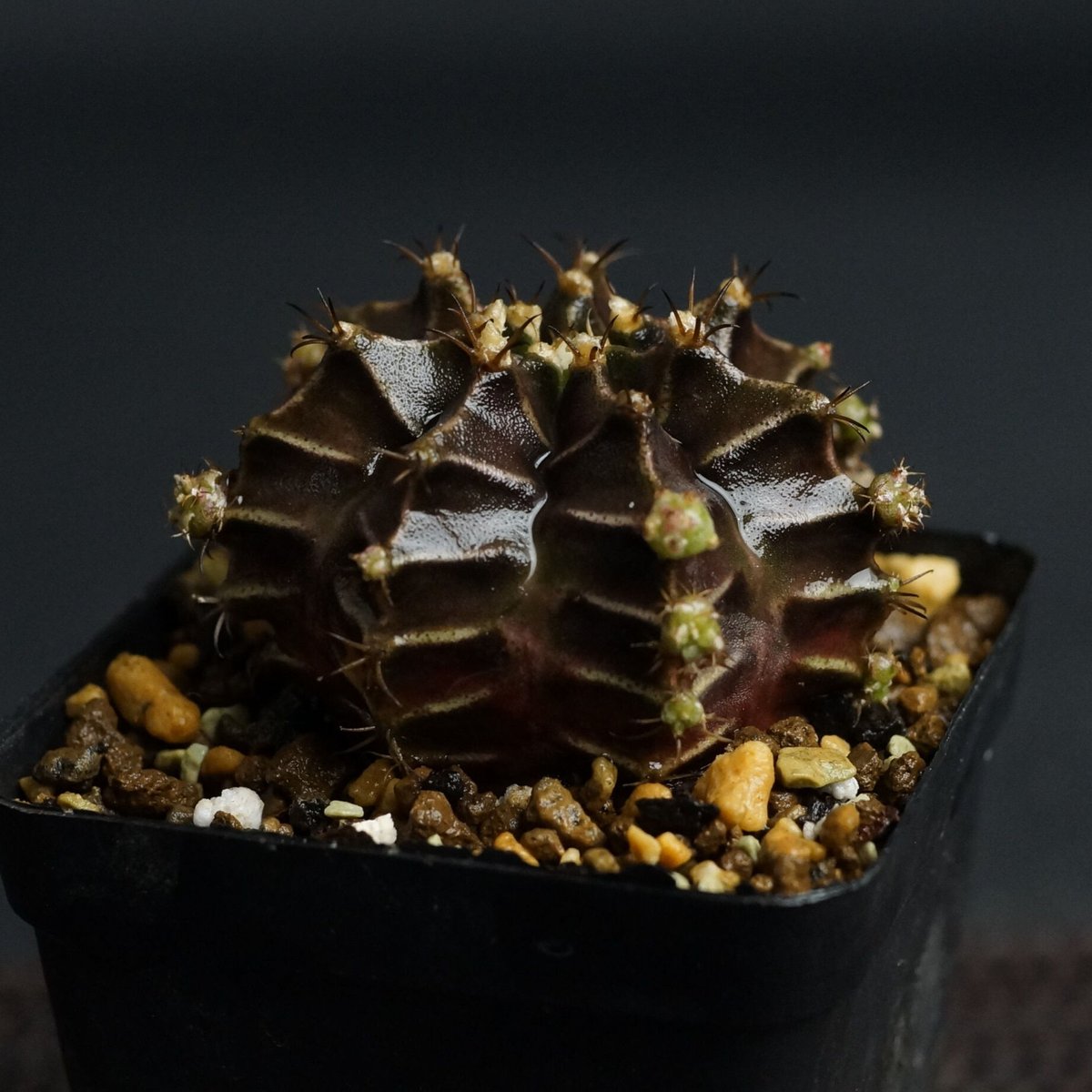 Gymnocalycium