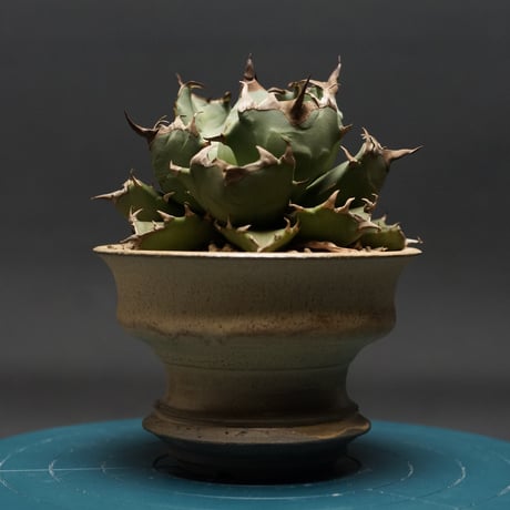 アガベチタノタno1 | STORES