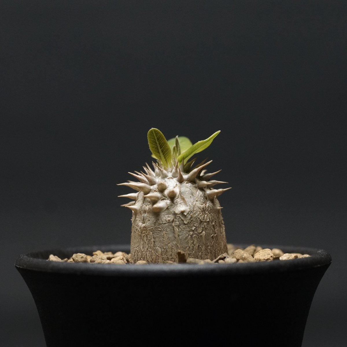 Pachypodium densiflorum