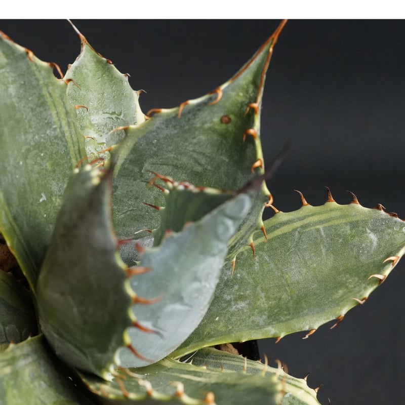 Agave parrasana