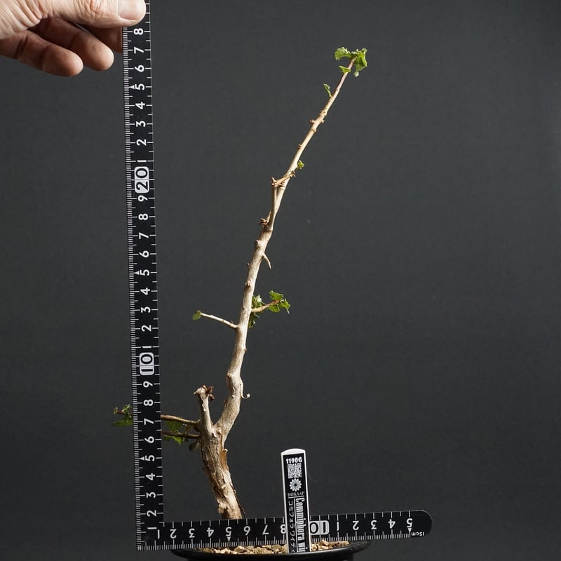Commiphora wightii
