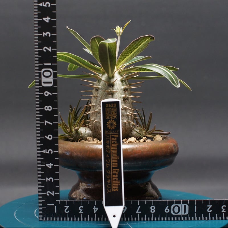 パキポディウム グラキリス 