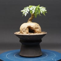 ボスウェリア ネグレクタ 