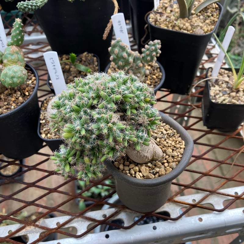 Trichodiadema densum