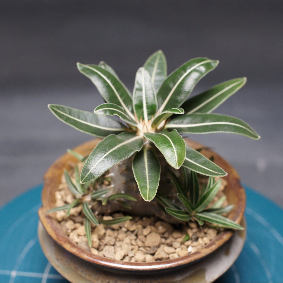 パキポディウム グラキリス 