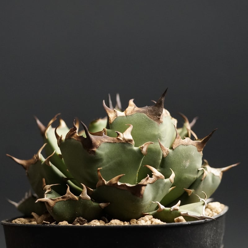 agave titanota