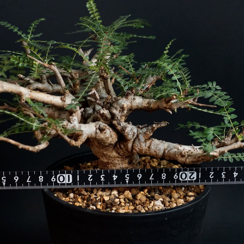 Boswellia neglecta Boswellia neglecta