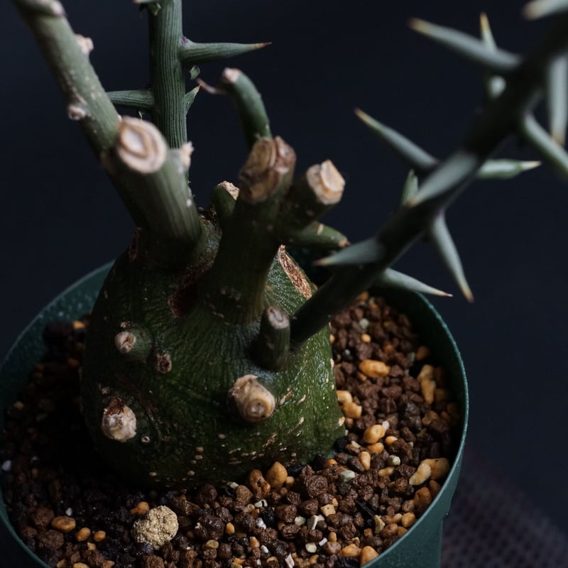 Adenia globosa