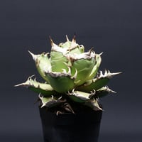 Agave Ripple Effect