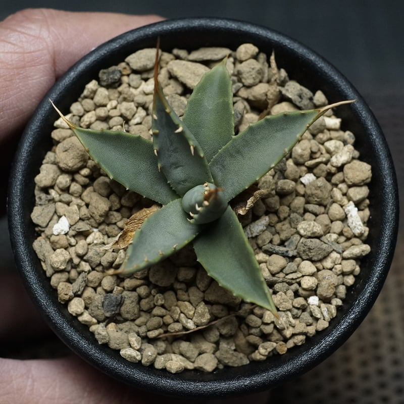 Agave utahensis var. eborispina