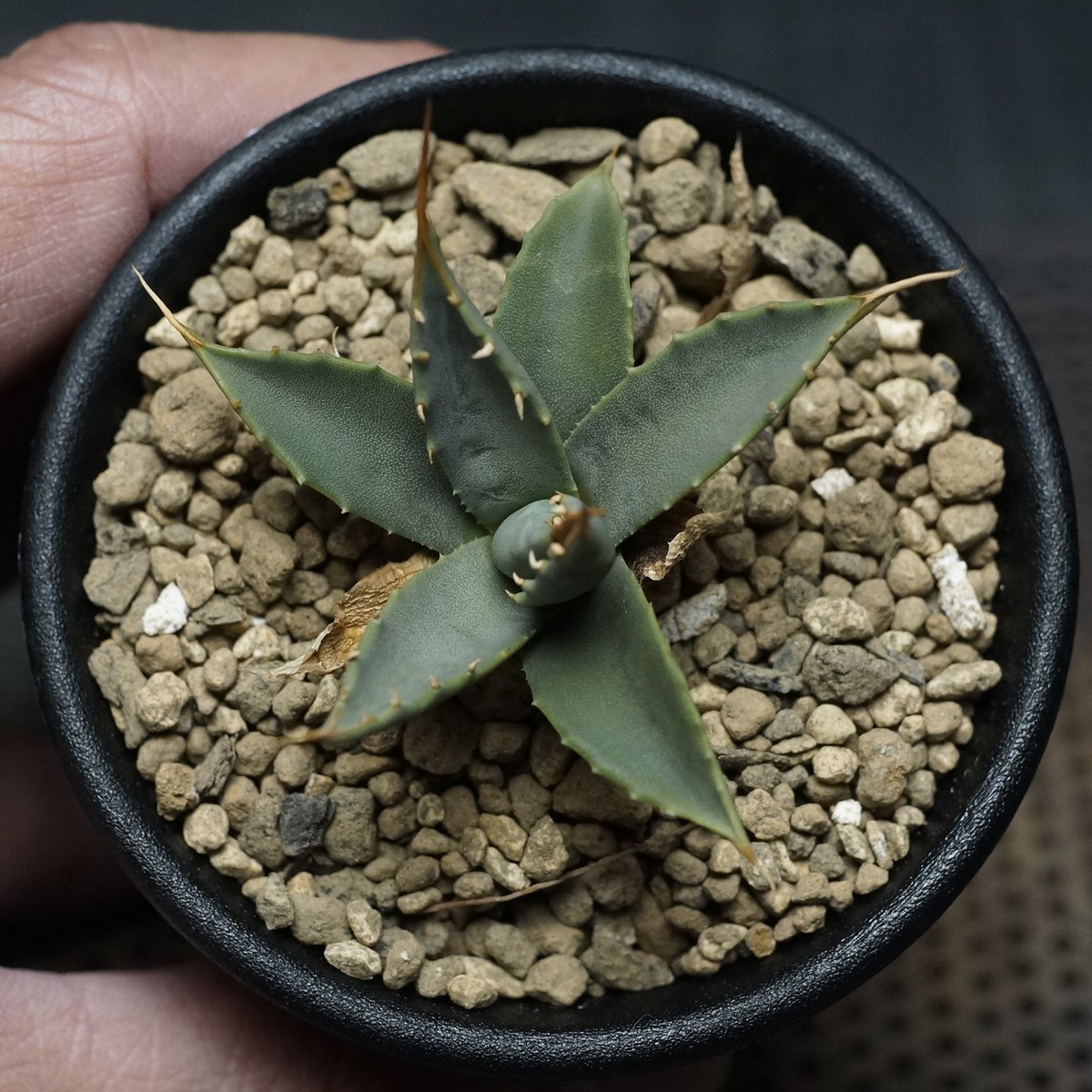Agave utahensis var. eborispina