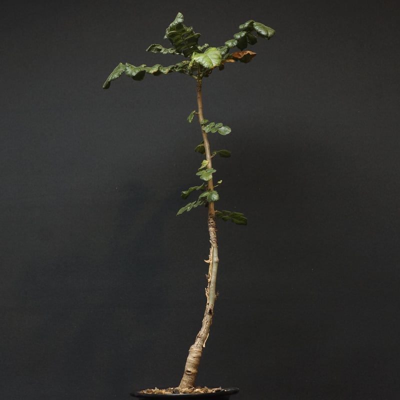 ボスウェリア サクラ Boswellia sacra Boswellia sacra