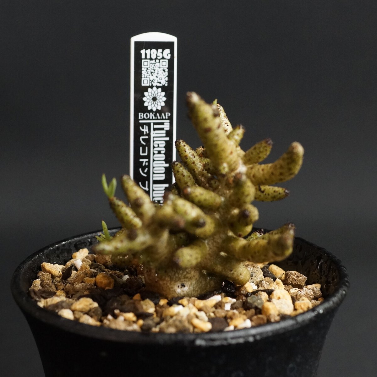 Tylecodon buchholzianus