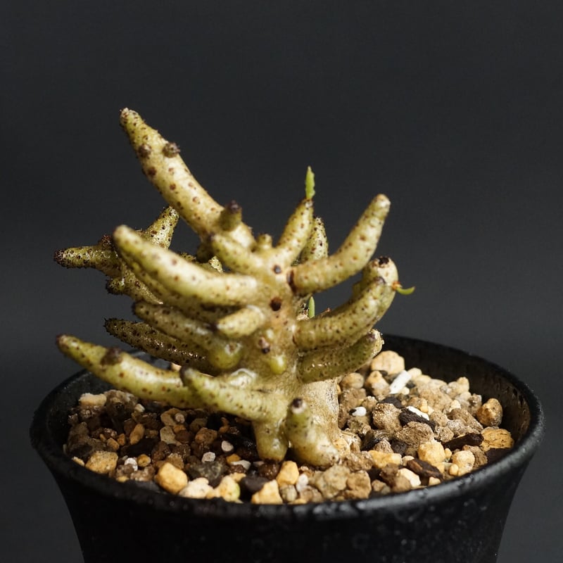 Tylecodon buchholzianus