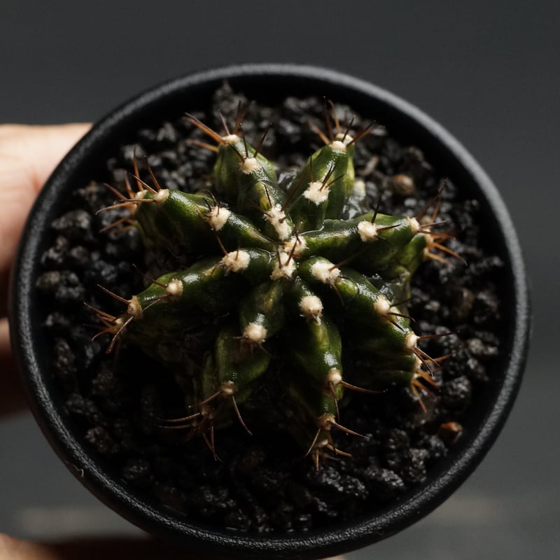 Gymnocalycium