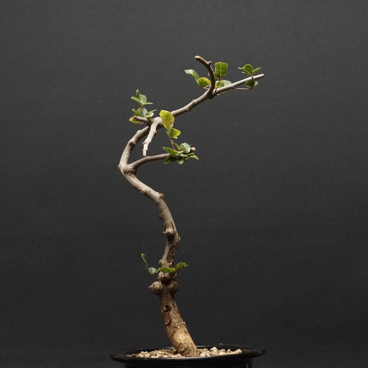 Commiphora sp.Ey① 挿し木　枝 Premium Line】 Commiphora sp. somalia 