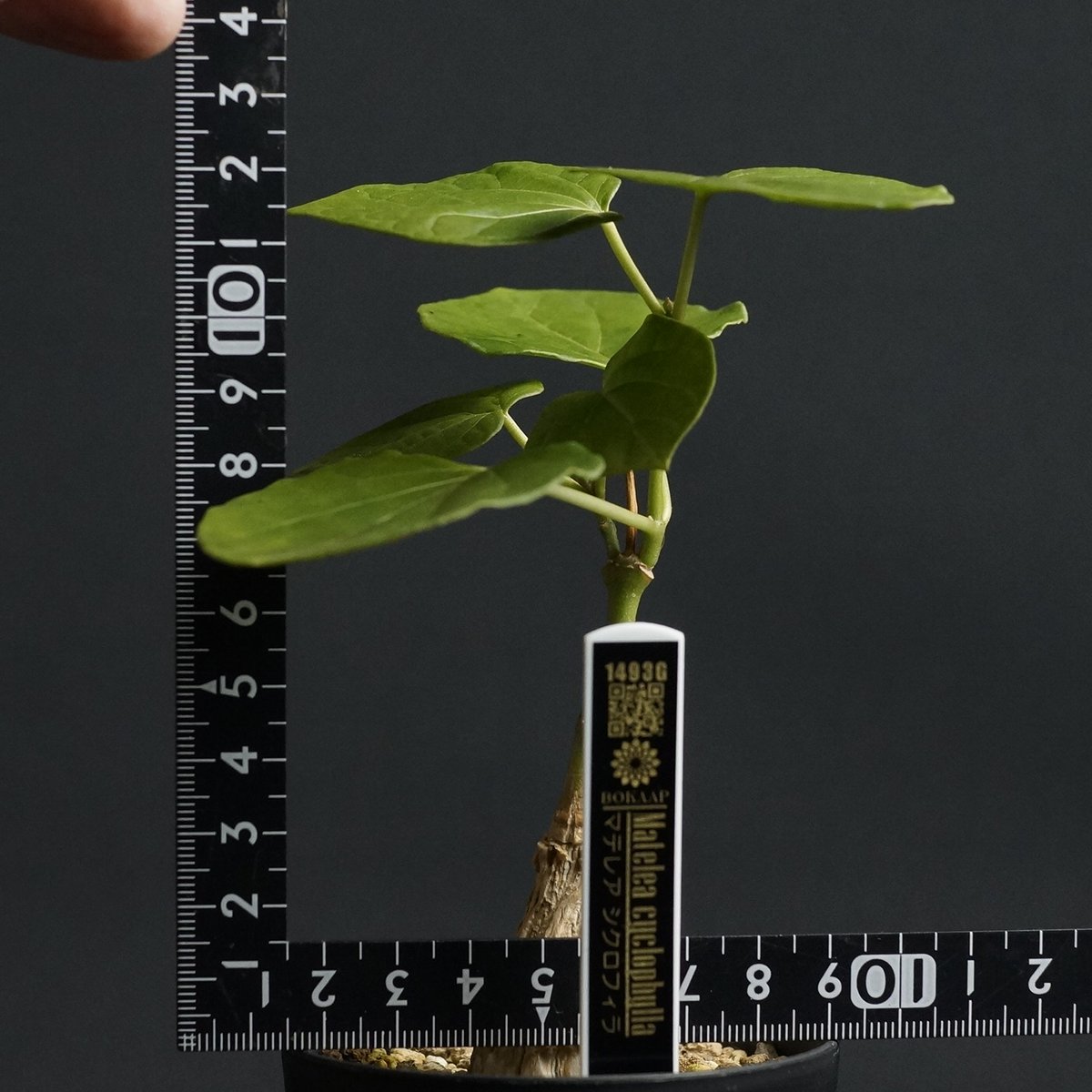 マテ シクロフィラ Matelea cyclophylla　親木 マテ シクロフィラ Matelea cyclophylla 親木
