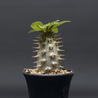 パキポディウム グラキリス "Pachypodium Gracilius" 管理2659