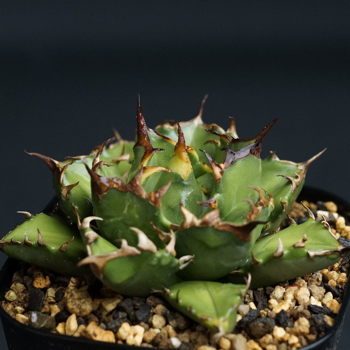 agave titanota agave titanota