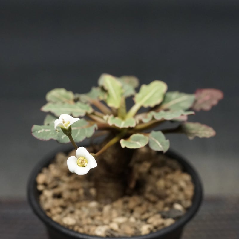 Euphorbia fish bone